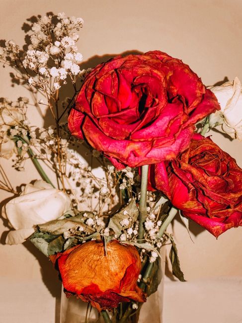 A floral arrangement featuring three large, wilted red and pink roses with darkened, crinkled petals indicating age and dryness, accompanied by delicate white baby's breath flowers and a few dried, pa