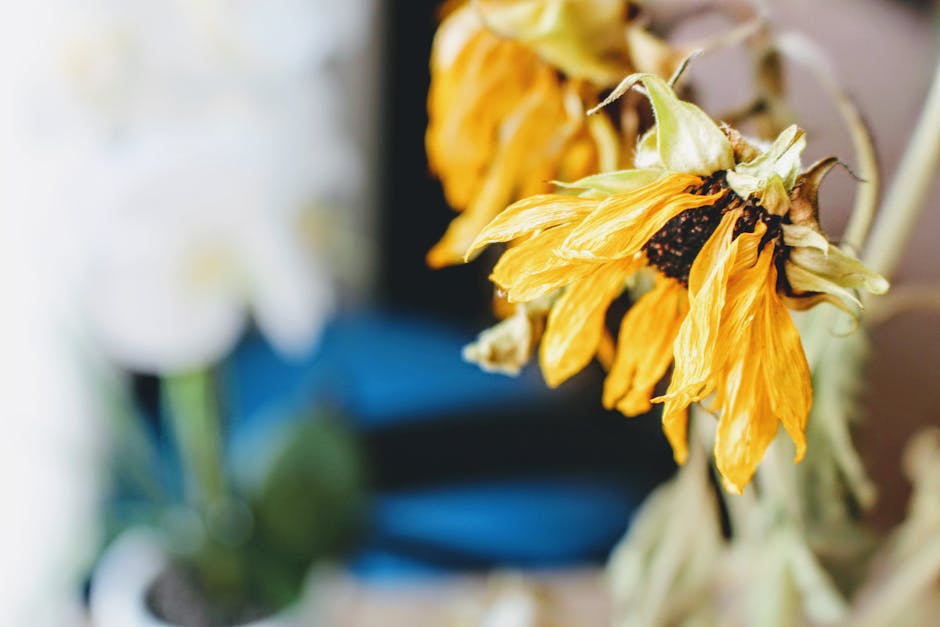 A close-up of a wilted sunflower with drooping yellow petals and a dark center, showing signs of aging and dehydration. The flower's textured petals are curling and slightly faded, with some browning 
